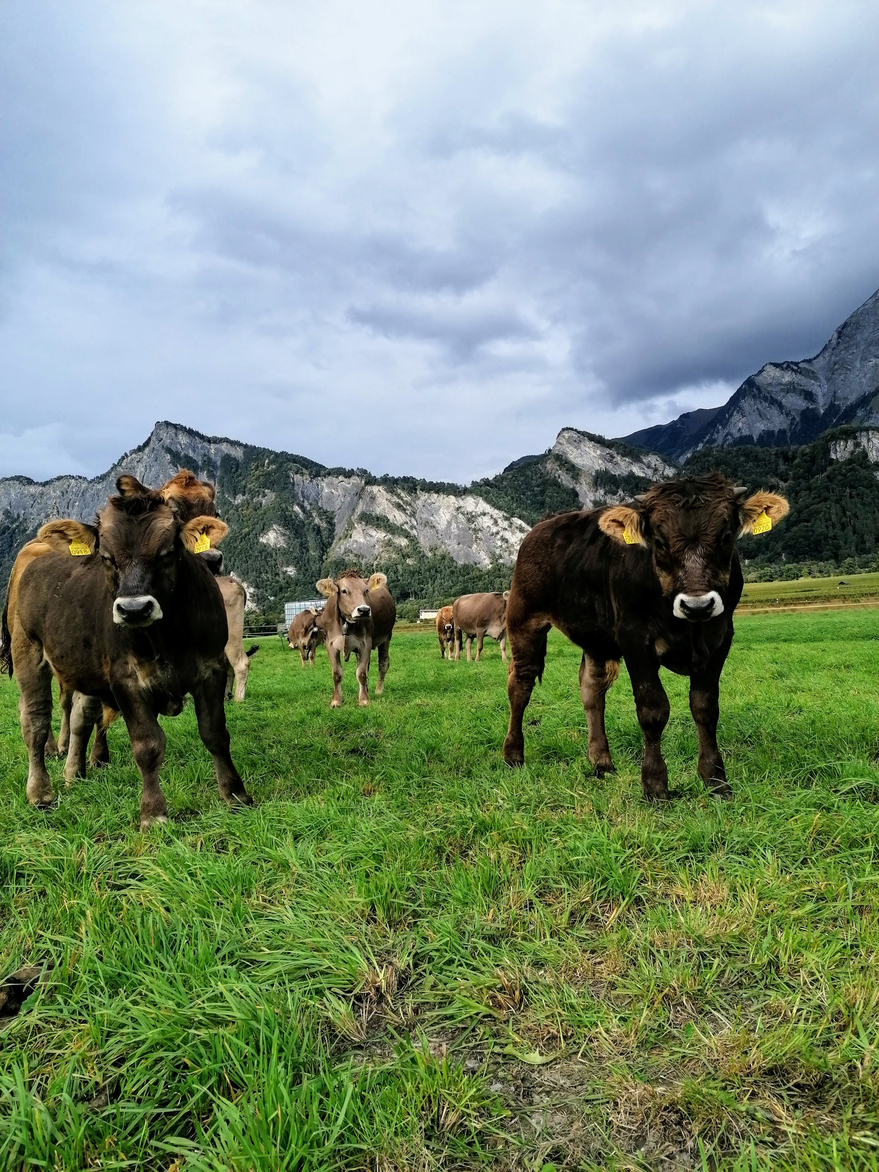 Kühe auf dem Feld