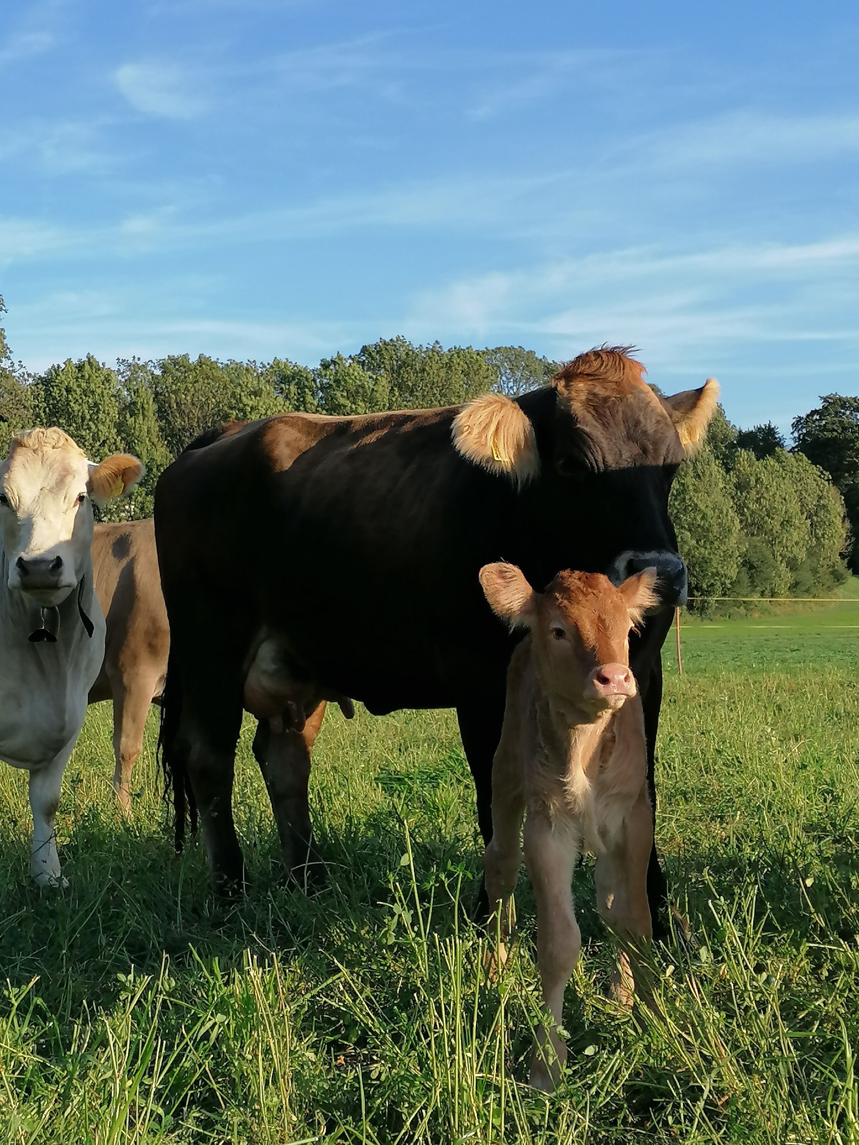 Mutterkuh mit Kalb