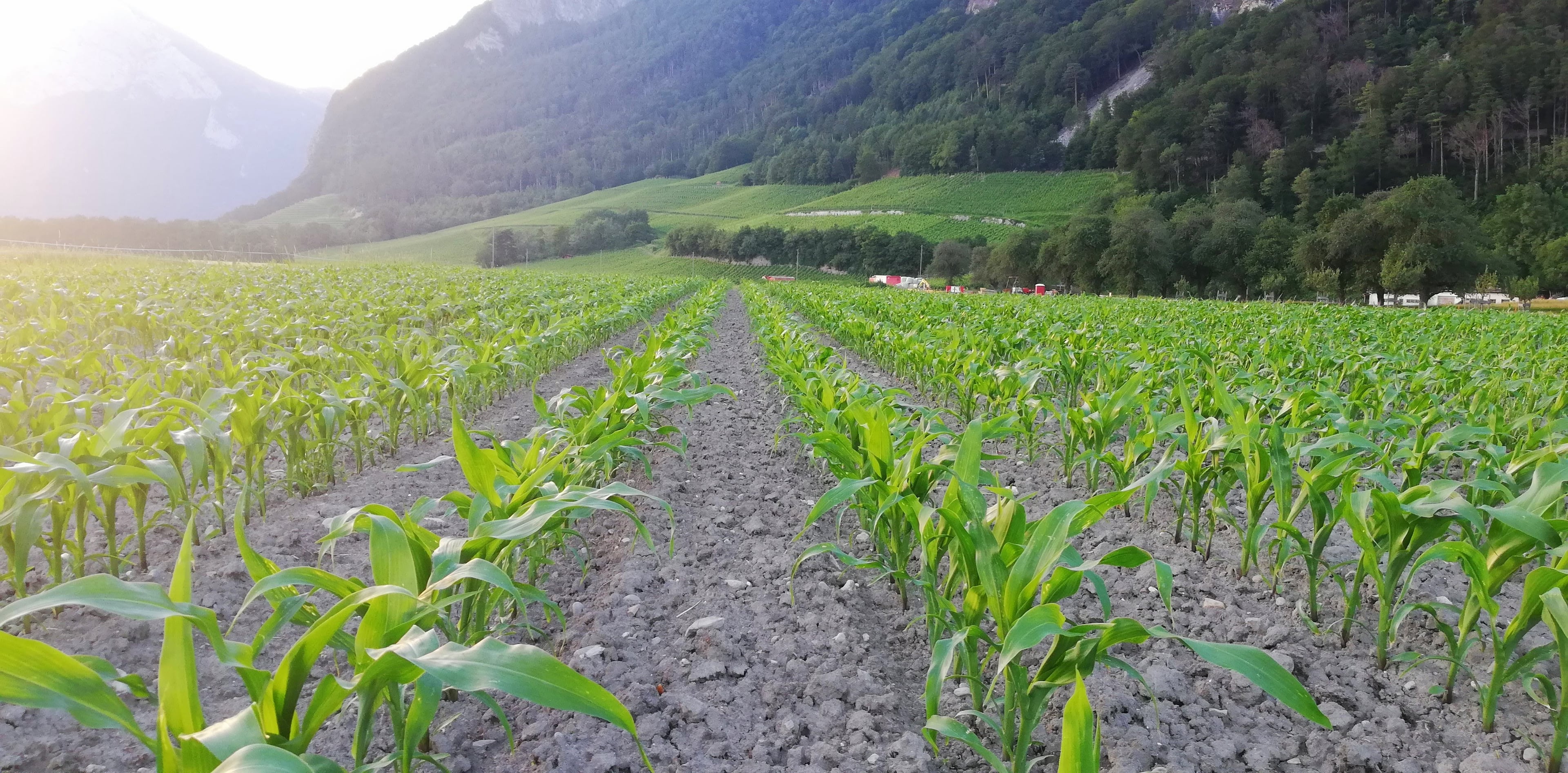 Maisfeld in der Bündner Herrschaft